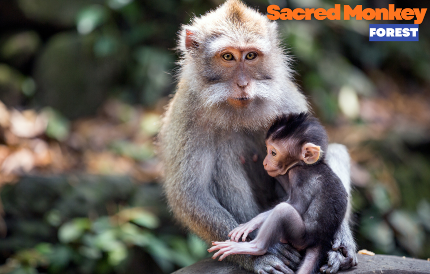UBUD HALF DAY TOUR
